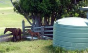 5000 gallon 9000 litre rainwater tank in paddock with horse and foal